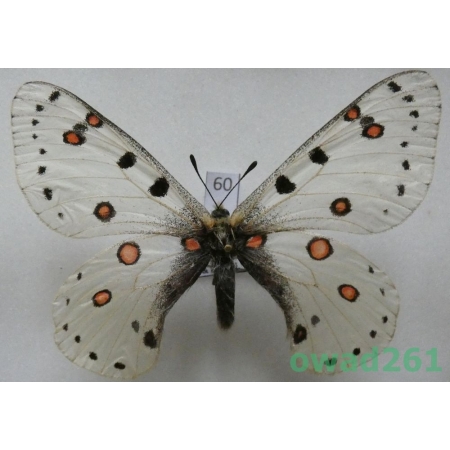 Parnassius apollonius poseidon Bryk & Eisner, 1934 male Uzbekistan60
